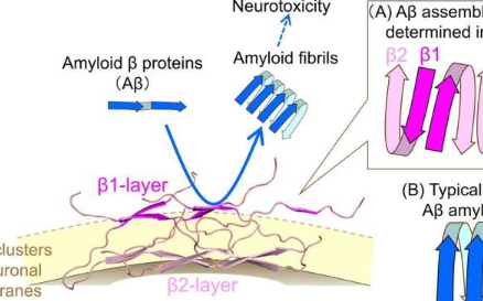 揭开阿尔茨海默病催化剂作为β淀粉样原纤维的编织者的作用