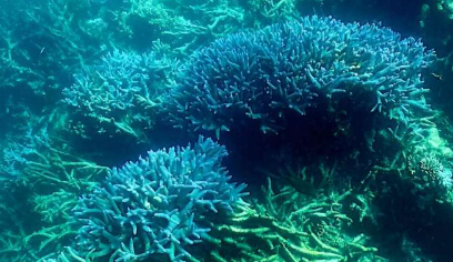 厄尔尼诺现象可能危及澳大利亚大堡礁