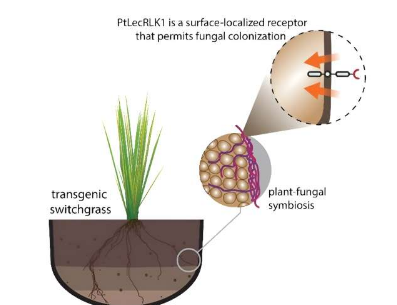 单个基因和独特的调控层为新型植物真菌相互作用打开了大门