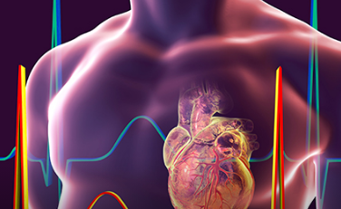 心脏细胞离子水平的昼夜变化可以解释轮班工作与心脏问题的联系