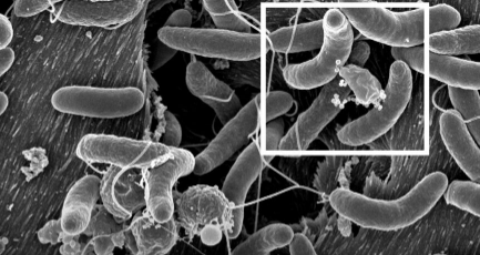 一些肠道细菌如何抵抗霍乱