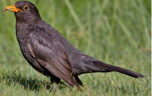 黑鸟生病时会在黄昏时更早休息