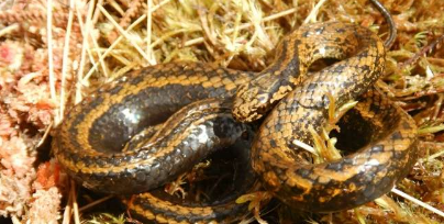秘鲁发现的新蛇种以哈里森福特命名