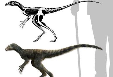 研究人员在巴西发现了翼龙的非飞行前体化石