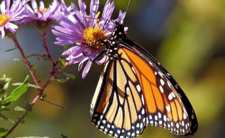博物馆研究人员招募了数百名家庭园丁来拯救标志性的帝王蝶