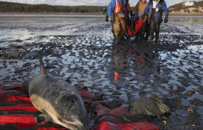 科德角搁浅的海豚比其他任何地方都多