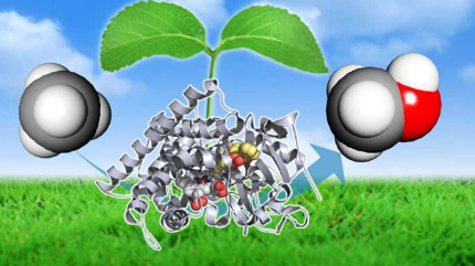通过使用新酶将甲烷转化为甲醇来减少甲烷的碳足迹