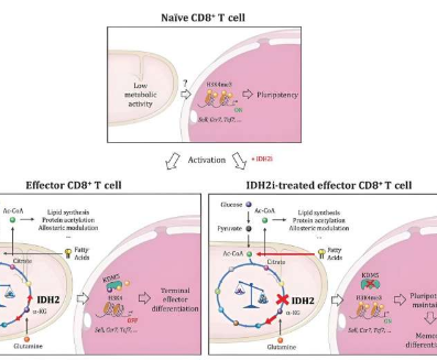 破坏T细胞的核心代谢过程可能会提高其治疗效果