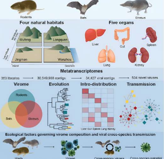 在几种毛茸茸的小动物中发现跨物种病毒传播