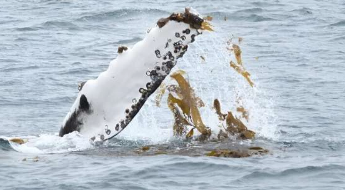世界各地迁徙的座头鲸在海藻中打滚玩耍