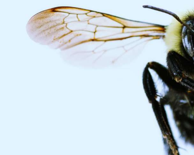 昆虫如何进化到超快飞行