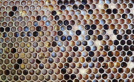 蜜蜂对营养的选择比以前想象的更有选择性