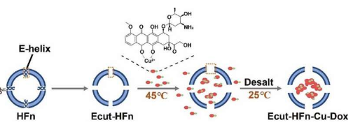 研究团队开发新型热敏铁蛋白突变体以有效负载化疗药物