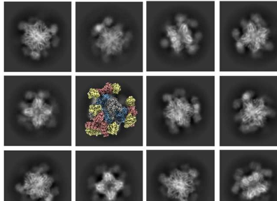 团队开发了冷冻电子显微镜的关键改进
