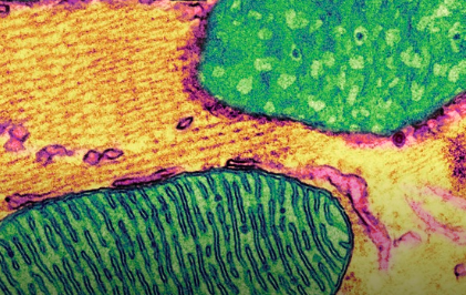 关于线粒体在癌症中的作用的新见解被发现