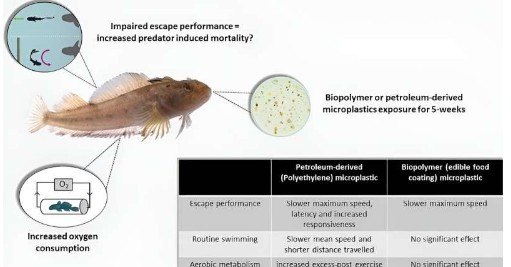 研究表明可生物降解塑料仍然对鱼类有害