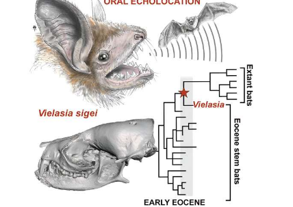 蝙蝠头骨化石为进化之谜增添了重要组成部分