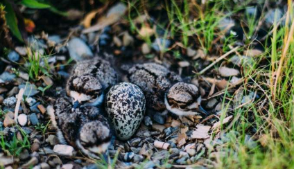 研究发现在农田筑巢的鸟类更容易受到极端高温的影响