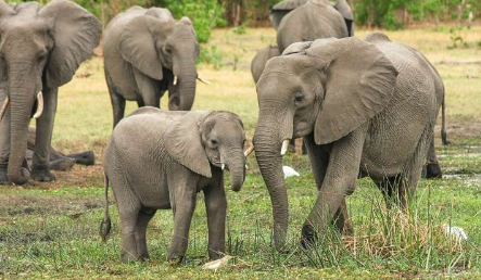 科学家揭开津巴布韦大象神秘死亡原因