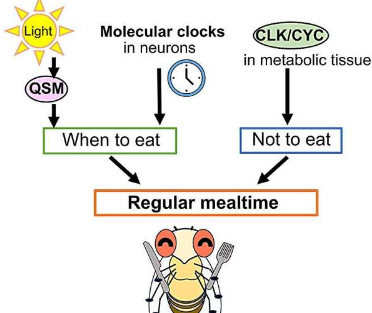 果蝇研究揭示了生物体如何调节进食/禁食周期