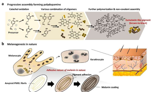科学家复制黑色素形成过程来制造多功能有机颜料