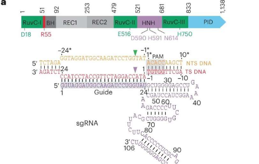 研究人员捕获镁离子与CRISPR基因编辑酶相互作用的高分辨率图像