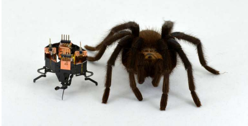 受蜘蛛启发的变形机器人现在更小