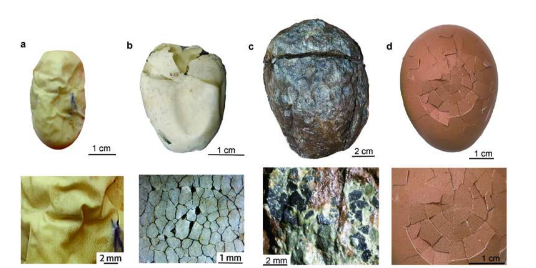 最近的化石发现表明第一个恐龙蛋是皮革质的