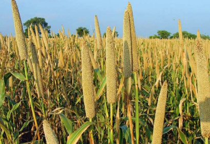 气候变化威胁谷物作物产量