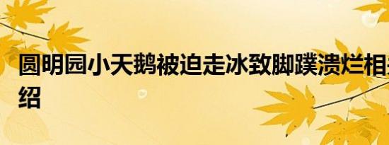 圆明园小天鹅被迫走冰致脚蹼溃烂相关内容介绍