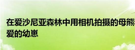 在爱沙尼亚森林中用相机拍摄的母熊和三只可爱的幼崽