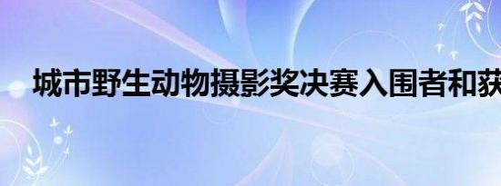 城市野生动物摄影奖决赛入围者和获奖者