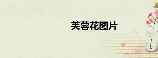 芙蓉花图片
